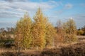 Birch trees in autumn forest with yellow leaves on the ground. Calm motley background with autumn birches, black and white trunks