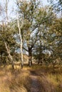 Birch trees in autumn forest with yellow leaves on the ground. Calm motley background with autumn birches, black and white trunks