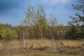 Birch trees in autumn forest with yellow leaves on the ground. Calm motley background with autumn birches, black and white trunks