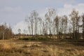 Birch trees in autumn forest with yellow leaves on the ground. Calm motley background with autumn birches, black and white trunks