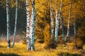 Yellowing foliage in the forest. Birch trees in autumn forest. Royalty Free Stock Photo
