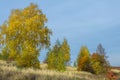 Birch trees in the autumn, Indian summer, arable fields, mountain ash in the autumn. dry grass Royalty Free Stock Photo