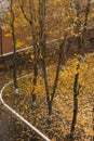 Birch trees in autumn