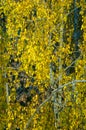 Birch trees in autumn. Photographed from a window on top of the Royalty Free Stock Photo