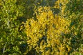 Birch trees in autumn. Photographed from a window on top of the Royalty Free Stock Photo