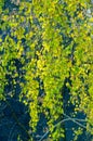 Birch trees in autumn. Photographed from a window on top of the Royalty Free Stock Photo