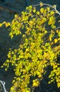 Birch trees in autumn. Photographed from a window on top of the Royalty Free Stock Photo