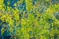 Birch trees in autumn. Photographed from a window on top of the Royalty Free Stock Photo