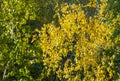 Birch trees in autumn. Photographed from a window on top of the Royalty Free Stock Photo