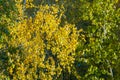 Birch trees in autumn. Photographed from a window on top of the Royalty Free Stock Photo