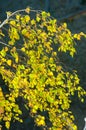 Birch trees in autumn. Photographed from a window on top of the Royalty Free Stock Photo