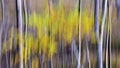 Birch trees in autumn woodland. ICM nature abstract