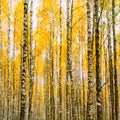 Birch Trees In Autumn Woods Forest. Yellow Foliage. Russian Fore Royalty Free Stock Photo