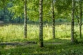 Birch trees on banck of the river Royalty Free Stock Photo