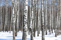 Birch trees with birch bark in birch forest among other birches in winter