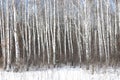 Birch trees with birch bark in birch forest among other birches in winter on snow