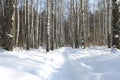 Birch trees with birch bark in birch forest among other birches in winter on snow Royalty Free Stock Photo