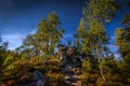 Birch trees and beautiful stone formation in Table mountains Royalty Free Stock Photo