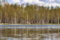 Birch trees behind Mirror Lake Royalty Free Stock Photo