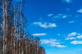 Birch trees by blue skies Royalty Free Stock Photo