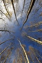 Birch trees and blue sky