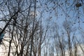 Birch trees on a blue sky background. Northern forest. Bare trees of the forest in winter, silhouettes against the Royalty Free Stock Photo