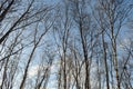 Birch trees on a blue sky background. Northern forest. Bare trees of the forest in winter, silhouettes against the Royalty Free Stock Photo