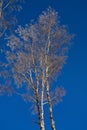 Birch trees with branches covered with frost on a frosty day against a blue sky. Royalty Free Stock Photo