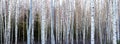 Birch trees