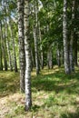 Birch trees in bright sunshine.