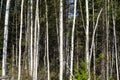 Birch trees in bright sunshine in late summer. Trees in a forest. birch trees trunks - black and white natural background. birch Royalty Free Stock Photo