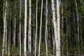 Birch trees in bright sunshine in late summer. Trees in a forest. birch trees trunks - black and white natural background. birch Royalty Free Stock Photo