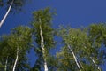 Birch trees in bright sunshine in late summer. Trees in a forest. birch trees trunks - black and white natural background. birch Royalty Free Stock Photo