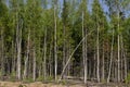 Birch trees in bright sunshine in late summer. Trees in a forest. birch trees trunks - black and white natural background. birch Royalty Free Stock Photo