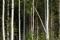 Birch trees in bright sunshine in late summer. Trees in a forest. birch trees trunks - black and white natural background. birch Royalty Free Stock Photo