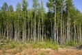 Birch trees in bright sunshine in late summer. Trees in a forest. birch trees trunks - black and white natural background. birch Royalty Free Stock Photo