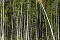 Birch trees in bright sunshine in late summer. Trees in a forest. birch trees trunks - black and white natural background. birch Royalty Free Stock Photo