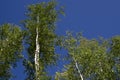 Birch trees in bright sunshine in late summer. Trees in a forest. birch trees trunks - black and white natural background. birch Royalty Free Stock Photo