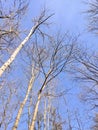 Birch trees in bright sunshine sky.