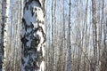 Birch trees in bright sunshine