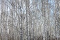 Birch trees in bright sunshine