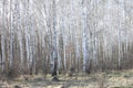 Birch trees in bright sunshine