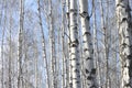 Birch trees in bright sunshine