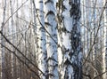 Birch trees in bright sunshine