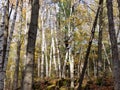 Birch trees, broken down tree house Royalty Free Stock Photo