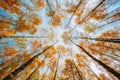 Birch Trees Canopy With Yellow Foliage