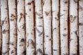 Birch trees Royalty Free Stock Photo