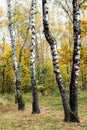 Birch trees in colorful city park in autumn Royalty Free Stock Photo