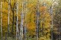 Birch Trees with Colorful Fall Foilage Royalty Free Stock Photo