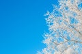 Birch trees covered by snow against blue sky. Winter landscape Branches covered with snow Royalty Free Stock Photo